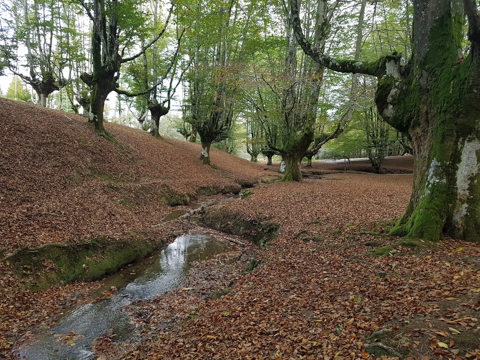 Arroyo entre las hayas del bosque de Otzarreta
