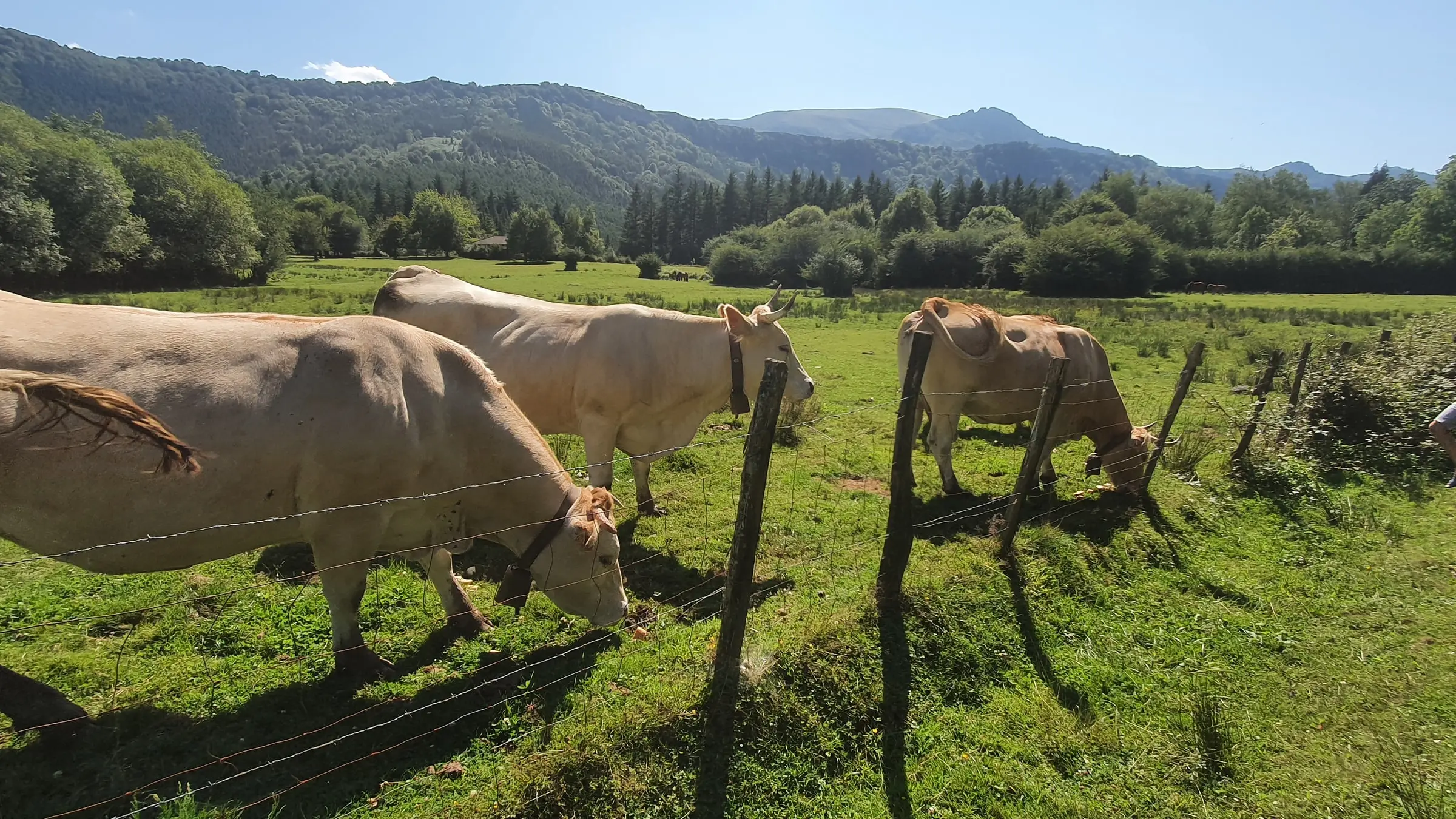 Vacas pastando en los prados del Gorbeia