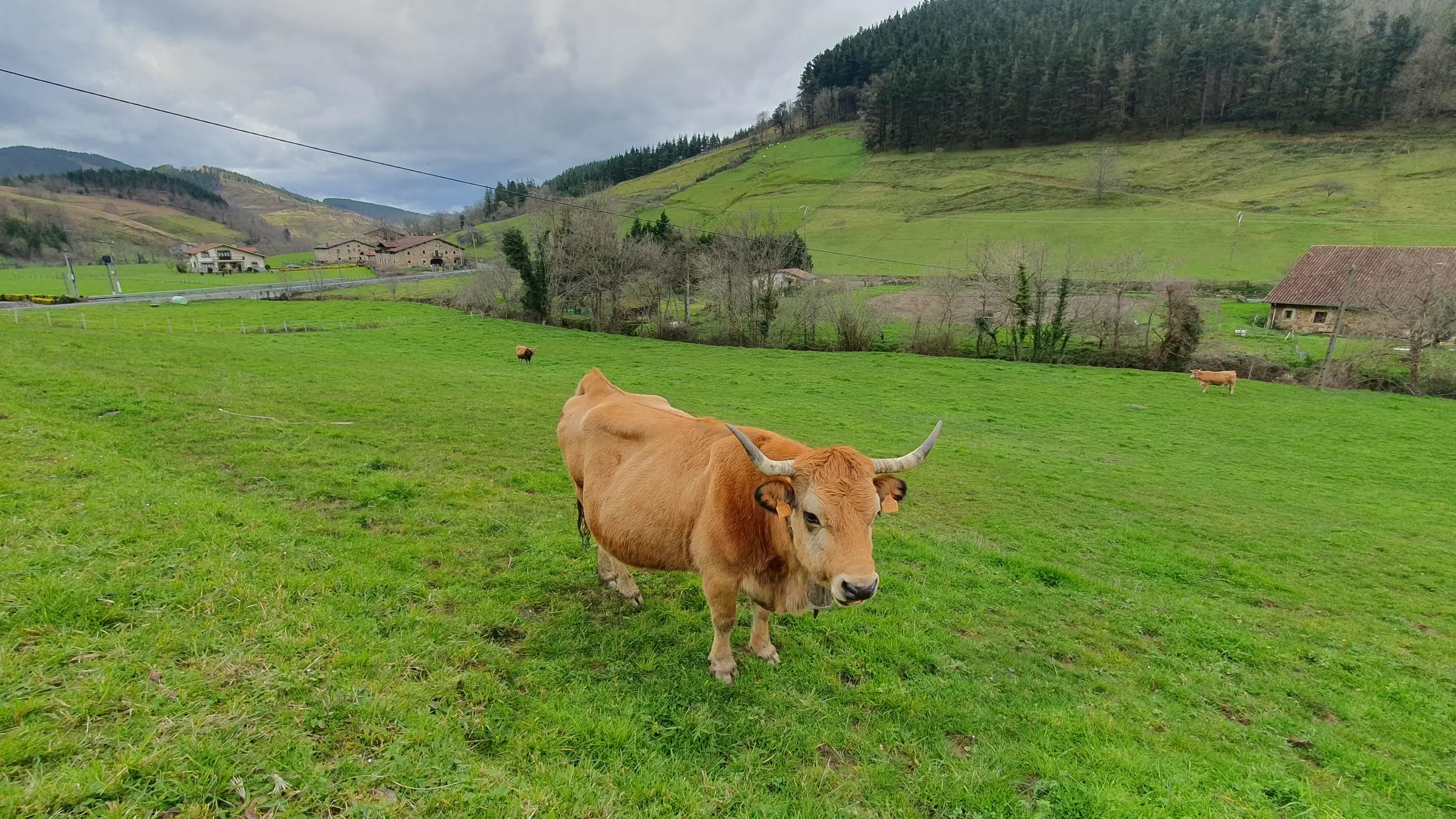 Vaca en un prado del valle de Atxondo