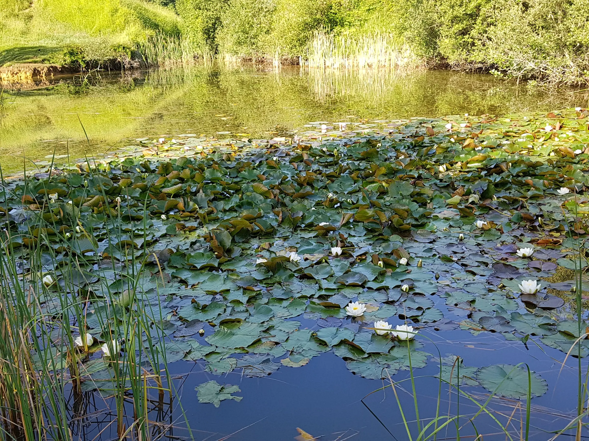 Nenúfares en un lago de antigua mina
